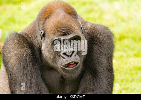 Nach Alpha Male Silverback Gorilla Resident in Port Lympne finden in Kent Stockfoto