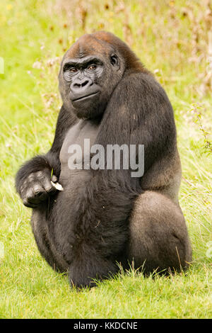 Nach Alpha Male Silverback Gorilla Resident in Port Lympne finden in Kent Stockfoto