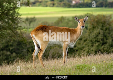 Red Letschwe. Port Lympne finden in Kent Stockfoto