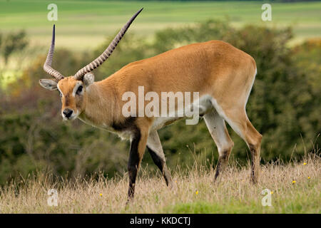 Red Letschwe. Port Lympne finden in Kent Stockfoto