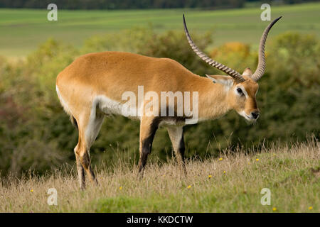 Red Letschwe. Port Lympne finden in Kent Stockfoto