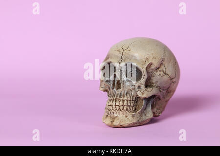 Kleine menschliche Schädel auf rosa Hintergrund. Stockfoto