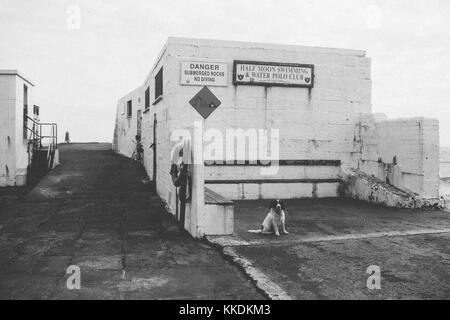 Hund sitzen und warten auf die Besitzer, gingen Schwimmen in der Irischen See in Half Moon Swimming Club im Süden stier Wand in der Bucht von Dublin Stockfoto