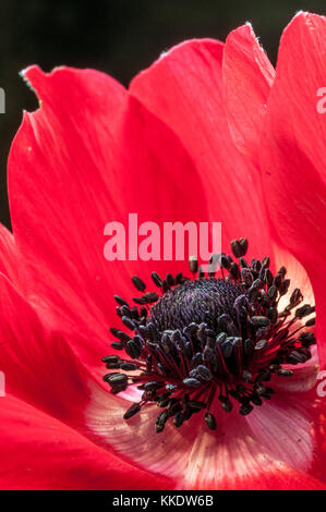 Close up of the centre of a red Anemone De Caen flower Stockfoto