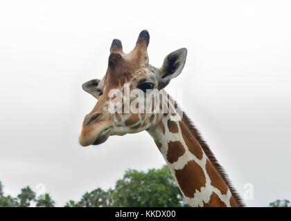 Nahaufnahme von Kopf und Hals einer unverlierbaren Afrikanischen Netzgiraffe Stockfoto