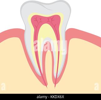 Struktur der menschlichen Zahn, Vektor, Abbildung Stock Vektor