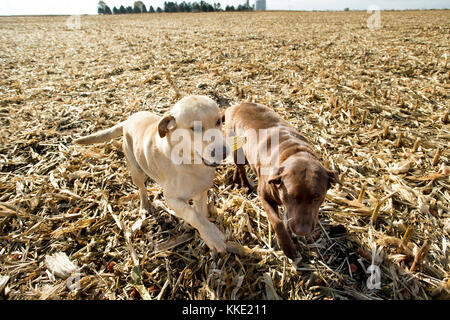 LABRADOR RETRIEVER SPIELEN MIT MAISKOLBEN IN FRISCH GEERNTETEN FELD, Utica, Minnesota. Stockfoto