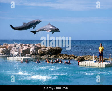 Schwimmen mit Delfinen in Ocho Rios auf Jamaika Stockfoto