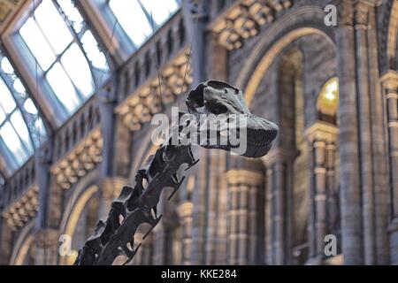 Natural History Museum, London - 15. Februar 2008 - Dippy war der berühmte Diplodocus-Dinosaurier des Natural History Museum Stockfoto