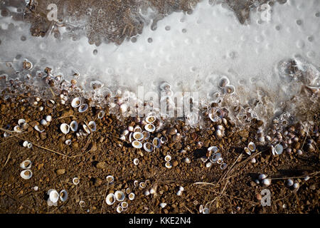 Getrocknete clam Muscheln auf einen schlammigen Ufer mit gefrorenem Wasser und Eis im Winter von oben betrachtet verstreut Stockfoto