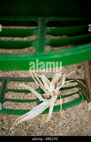 Maiskolben klemmt in der HARVESTER Schritt kombinieren, Utica, Minnesota. Stockfoto