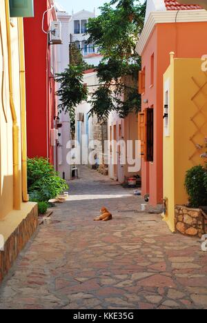 Eine rothaarige Katze legt in die Seitengassen von emborio auf der griechischen Insel Chalki. Stockfoto