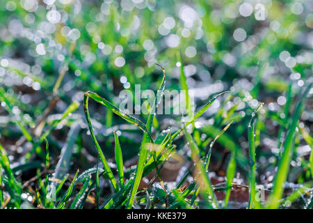 Frisches Grün Dill wächst im Garten mit Regentropfen glitzern im Sonnenlicht gedeckt. Horizontale closeup Bild, stark verschwommen Hellgrün hinterg Stockfoto