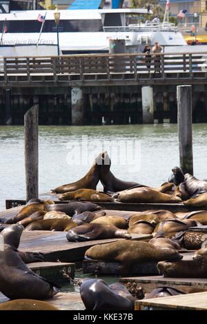 SAN FRANCISCO, USA - 12. AUGUST 2013: Zwei Seelöwen Umarmung an Pier 39 in San Francisco Stockfoto