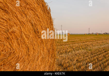 Nahaufnahme eines zylindrischen Ballen Heu in einem Ackerland/Ausdehnung von Heu zylindrischen Ballen in einer Ackerland Stockfoto