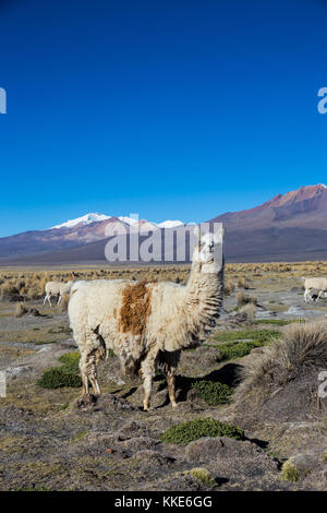 Die andine Landschaft mit Herde Lamas, mit der parinacota Vulkan im Hintergrund. Stockfoto