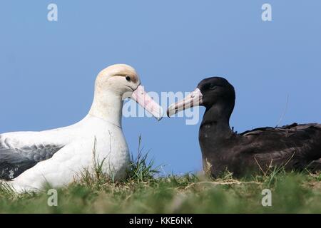 Eine kurze systemisch-tailed Albatross Küken sitzt neben einer erwachsenen decoy Vogel 12. Mai 2010 in mukojima Island, Japan. (Foto von Greg Balogh über planetpix) Stockfoto