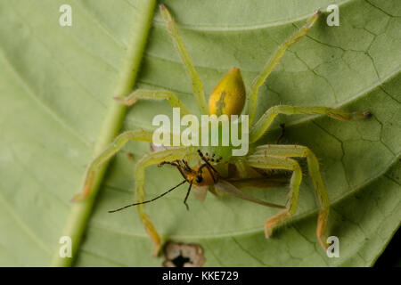 Irgendeine Art von Spinne Fütterung auf eine unglückliche Käfer im Dschungel in Belize. Stockfoto