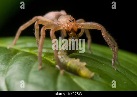 Irgendeine Art von Spinne Fütterung auf ein Caterpillar im Dschungel in Belize. Stockfoto