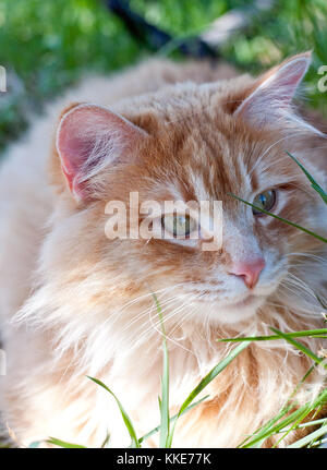 Eine schöne orange tabby Katze im Schatten ausruhen. friedlich. Stockfoto