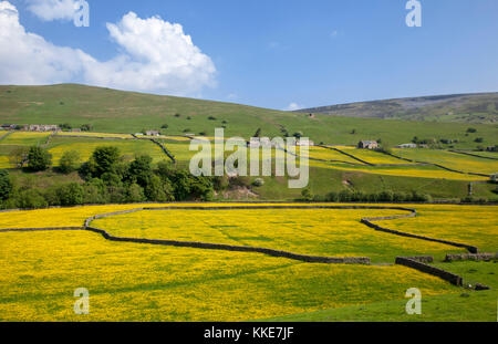 Swaledale buttercup Wiesen in der Nähe von Gunnerside Yorkshire Dales National Park North Yorkshire Stockfoto