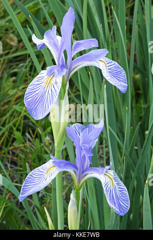 Zwei wilde iris Blumen auf einer Wiese Stockfoto