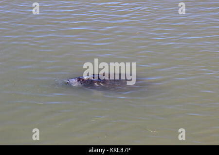 Manatee für kommende Luft, Merritt Island National Wildlife Refuge Florida Stockfoto