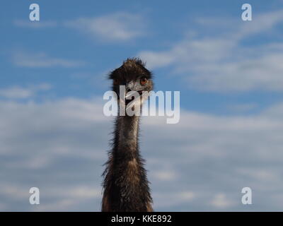 Emu schauen in die Kamera mit einem schönen blauen Himmel Hintergrund in Western Australia Stockfoto