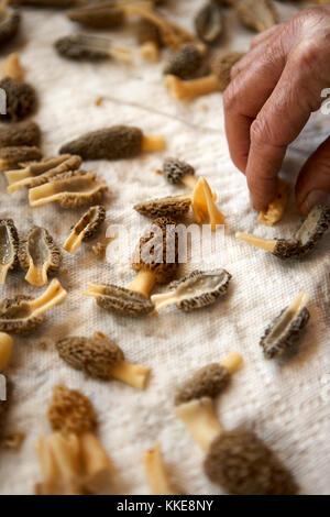 Mann Reinigung und frisch Schneiden abgeholt Morcheln in Vorbereitung für das Kochen in einer Nahaufnahme mit seinen Händen anzeigen Stockfoto