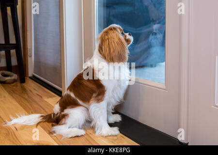 Cavalier King Charles Spaniel Welpe 'Bode' starrt vor die Tür in Maple Valley, Washington, USA Stockfoto