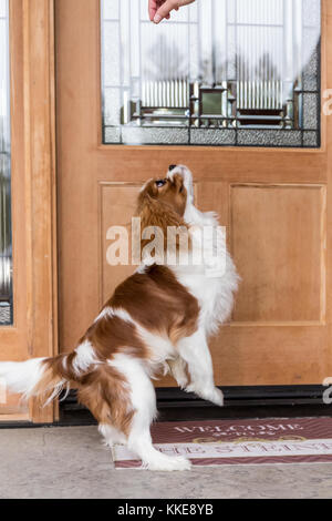 Cavalier King Charles Spaniel Welpen "Bode" springen ein Leckerbissen, vor seinem Haus in Maple Valley, Washington, USA zu erhalten Stockfoto