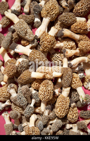 Stapel der frisch geernteten Morcheln eine Art nach kulinarische Köstlichkeit nur in der Wildnis im Frühjahr gefunden, da es nicht gepflegt und bewirtschaftet werden. Stockfoto