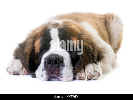 Welpen Saint Bernard vor weißem Hintergrund Stockfoto