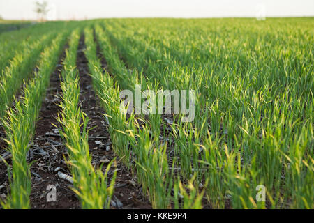 Frische junge landwirtschaftliche Ernte in einem Feld in der Goldenen Feder am frühen Morgen oder am Abend Licht in einem rückläufigen Perspektive entlang der Zeilen Stockfoto