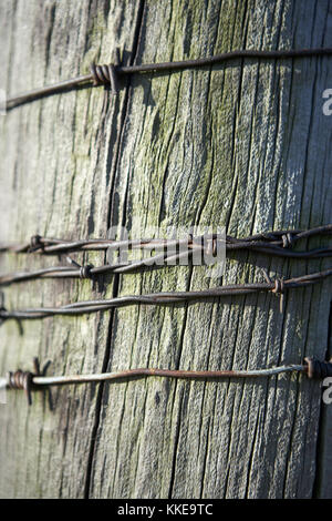 Stränge der rostigen Stacheldraht rund um eine alte verwitterte geknackt Holzzaun post Wunde in der Nähe zu Full Frame anzeigen Stockfoto