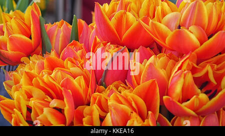 Rot - Gelb. Eine Tulpe unter Tulpen Stockfoto