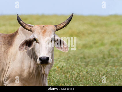 Die Brahman oder Brahma ist in den Vereinigten Staaten von rinderrassen aus Indien importiert gezüchtet. Es ist Ideal für die Texas Hitze geeignet. Stockfoto