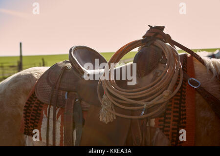 Den zusammengerollten lasso Cowboy drapiert, um den Knauf einen Sattel auf einem Pferd bei Sonnenuntergang in der Nähe zu sehen, der das Seil Stockfoto