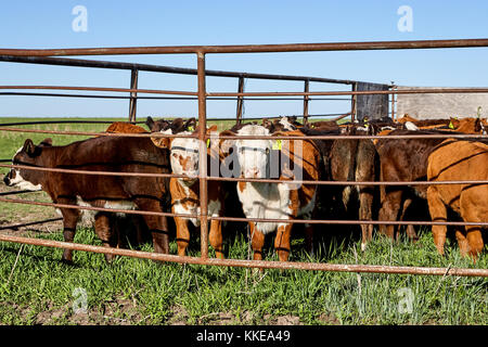 Neugierig Herde von jungen Kälbern und Kühen in einem Stift in einer Weide auf einer Ranch starrte von hinter dem Metal bars Stockfoto