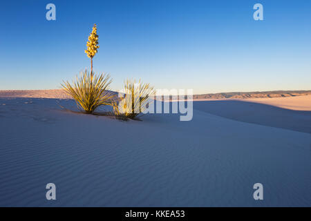 Das Licht des Sonnenuntergangs beleuchtet eine Soapweed Yucca auf einer Sanddüne im White Sands National Park, New Mexico, USA Stockfoto