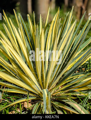 Yucca Color Guard, Yucca filamentosa, in einem botanischen Garten in Oklahoma City, Oklahoma, USA wächst. Stockfoto