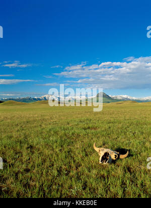 Bisonschädel auf der Wiese unterhalb der Rocky Mountain Front in der Nähe von Augusta, Montana Stockfoto