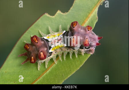 Fleckige Schale Motte (Doratifera vulnerans) Larve Stockfoto