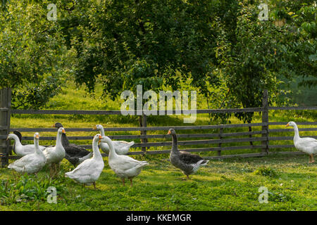 Gänse auf dem Bauernhof in der Nähe von Holzzaun Stockfoto