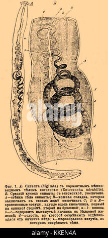 Brockhaus und Efron Lexikon b80 859-0 Stockfoto