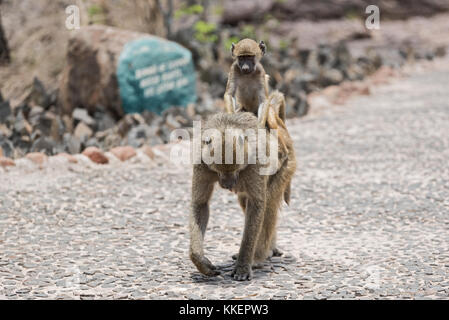 Baboon (papio cynocephalus) Reiten auf dem Rücken der Mutter, Sambia Stockfoto