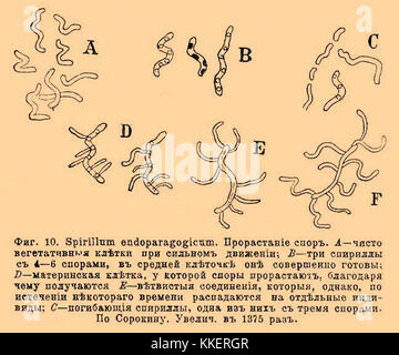 Brockhaus und Efron Lexikon b80 820-5 Stockfoto