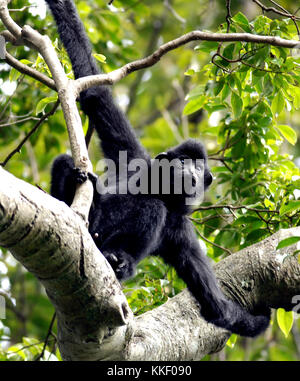 (171202) -- HAIKOU, 2. Dezember 2017 (Xinhua) -- Foto vom 13. Januar 2007 zeigt einen männlichen Hainan Gibbon auf einem Baum im Bawangling National Nature Reserve in Changjiang, südchinesischer Provinz Hainan. Der Hainan Gibbon oder Nomascus Hainanus ist der weltweit seltenste Primaten und wahrscheinlich seltenste Säugetierarten. In den 1950er Jahren zählten sie einst um 2.000, erlebten aber im späten 20. Jahrhundert einen starken Rückgang, der hauptsächlich auf den Verlust von Lebensräumen und die Jagd zurückzuführen war. Typischerweise lebt der Hainan-Gibbon (Nomascus hainanus) in Regenwaldbäumen über 10 Meter Höhe, mit langen Armen und Beinen, aber ohne Schwanz, selten Stockfoto