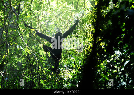 (171202) -- HAIKOU, 2. Dezember 2017 (Xinhua) -- Foto vom 27. Oktober 2017 zeigt einen Hainan Gibbon auf einem Baum im Bawangling National Nature Reserve in Changjiang, südchinesischer Provinz Hainan. Der Hainan Gibbon oder Nomascus Hainanus ist der weltweit seltenste Primaten und wahrscheinlich seltenste Säugetierarten. In den 1950er Jahren zählten sie einst um 2.000, erlebten aber im späten 20. Jahrhundert einen starken Rückgang, der hauptsächlich auf den Verlust von Lebensräumen und die Jagd zurückzuführen war. Der Hainan-Gibbon (Nomascus hainanus) mit langen Armen und Beinen, aber ohne Schwanz, ist in der Regel in Regenwaldbäumen über 10 Meter hoch Stockfoto