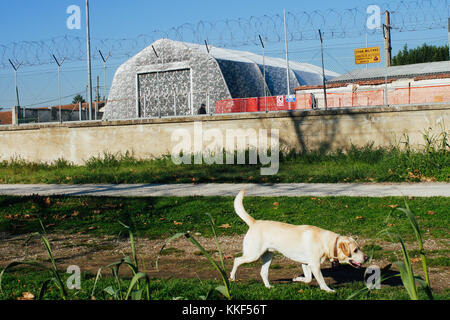 Florenz, Italien. 4. Dezember, 2017. Hunde. US-Militärbasis. Florenz. Italien wird schnell zu einem der mächtigen militärischen Partner für USA Credit: Lorenzo codacci/Alamy leben Nachrichten Stockfoto